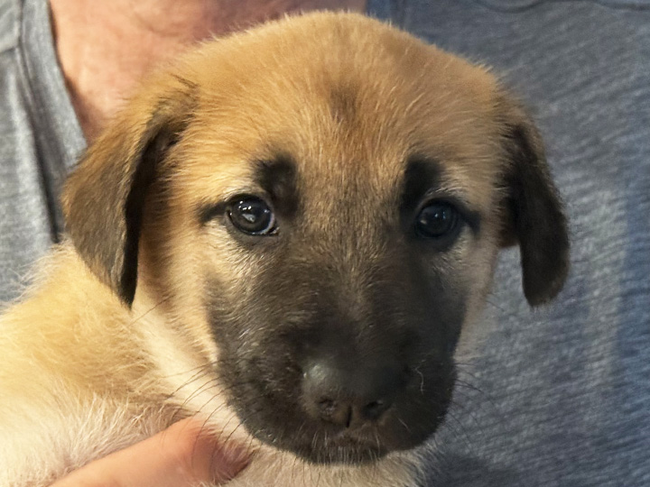 chinook puppy